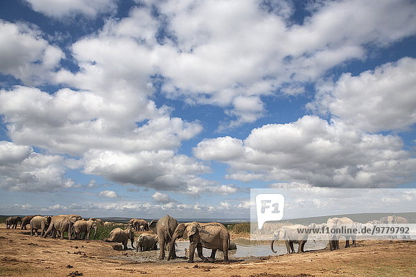 Südliches Afrika Südafrika Wasser Elefant Afrika