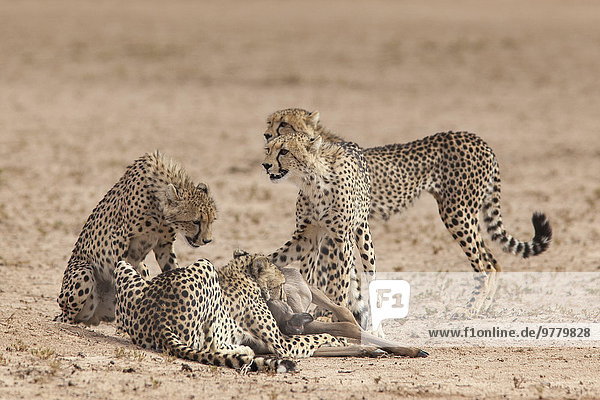 Südliches Afrika Südafrika Gepard Acinonyx jubatus töten Afrika Baby Gnu