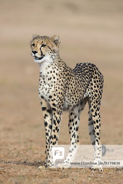 Südliches Afrika Südafrika Gepard Acinonyx jubatus Afrika junges Raubtier junge Raubtiere Northern Cape Nordkap