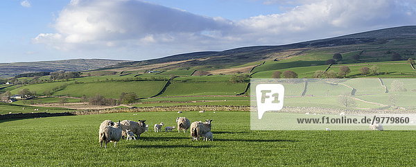 Lamm hoch oben Europa Großbritannien Schaf Ovis aries Feld unterhalb Cumbria England