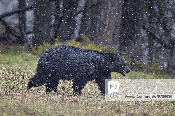 Black bear (Ursus americanus) in the snow  Yellowstone National Park  UNESCO World Heritage Site  Wyoming  United States of America  North America