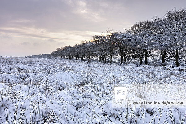 Europa Winter bedecken Großbritannien Zeit Feld England Schnee Somerset