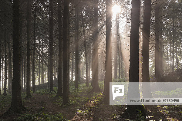 Laubwald beleuchtet Europa Großbritannien Dunst Kiefer Pinus sylvestris Kiefern Föhren Pinie Devon England Sonne