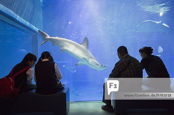 People watching shark at Osaka Aquarium  Tempozan  Osaka  Kansai  Japan  Asia