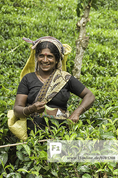 Picking tea the traditional way in the hill plantations around Kandy  Sri Lanka  Asia