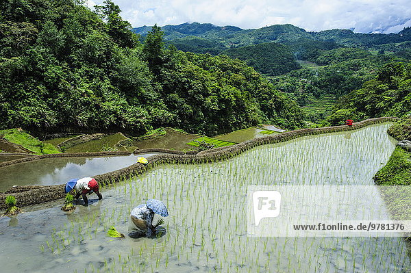 Mensch Menschen ernten Reis Reiskorn Veranda Philippinen Südostasien UNESCO-Welterbe Asien Banaue