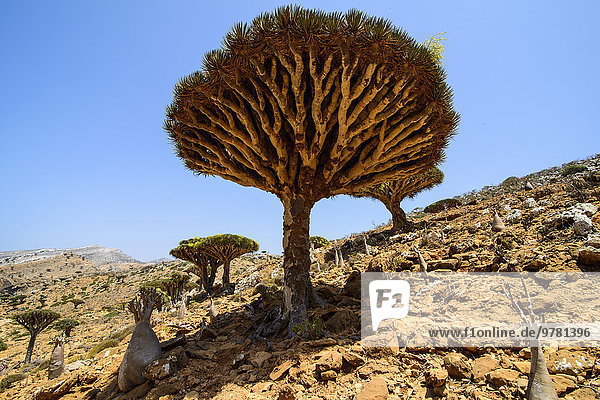 Dracaena Cinnabari The Socotra Dragon Tree Dragon Blood Tree Forest Homil Protected Area Island Of Socotra Unesco World Heritage Site Yemen Middle East Dracaena Cinnabari The Socotra Dragon Tree Dragon Blood Tree Forest