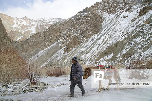 Ladakhi man crossing frozen river with his horse  Rumbak Valley  Hemis National Park  Ladakh  India  Asia