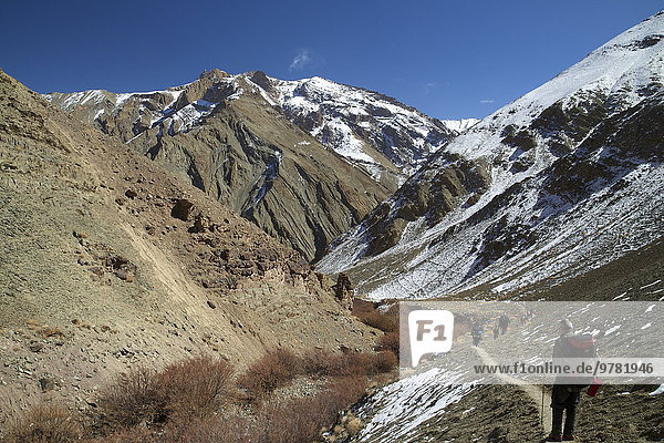 Tourists trek in winter  Hemis National Park  Ladakh  India  Asia