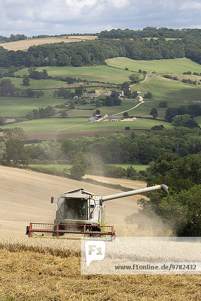 Combine harvester harvesting wheat field  near Winchcombe  Cotswolds  Gloucestershire  England  United Kingdom  Europe