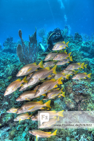 Snapper in HDR image shot in the Turks and Caicos Islands  West Indies  Central America