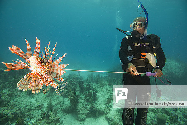Diver collecting lionfish in the Bahamas  as they have become an invasive species  Bahamas  West Indies  Central America