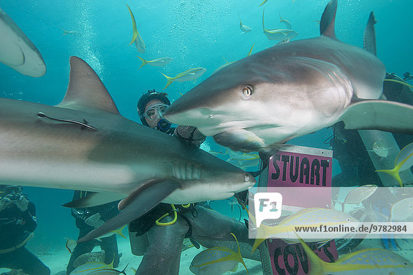Shark feeding at Stuart Cove  Bahamas  West Indies  Central America