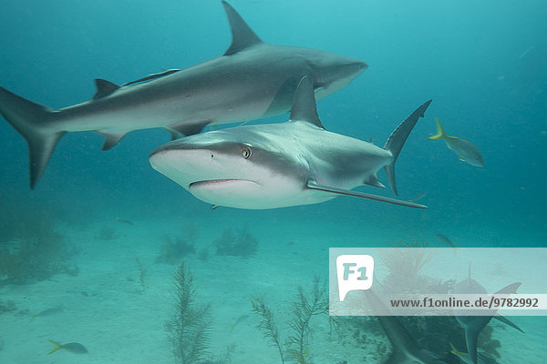 Reef sharks  Bahamas  West Indies  Central America