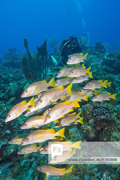Diver watching schooling snapper fish in Turks and Caicos Islands  West Indies  Central America