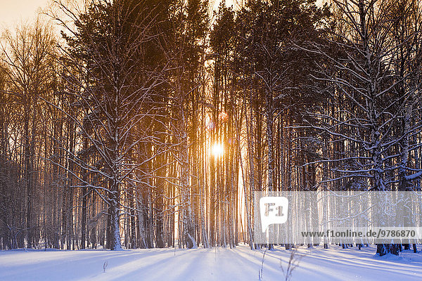 beleuchtet Baum Schnee Wald Sonne