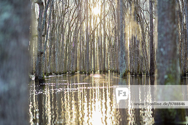 Stilleben still stills Stillleben Wasser Baum Spiegelung nackt Sumpf