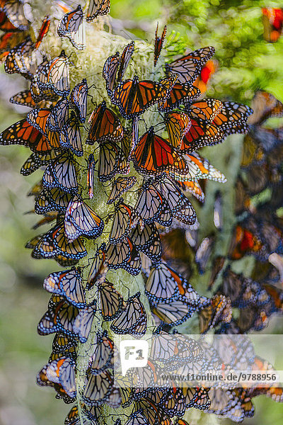 Pflanze Close-up Schmetterling hocken - Tier