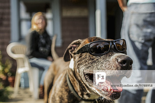 Hund Close-up Kleidung Sonnenbrille hecheln