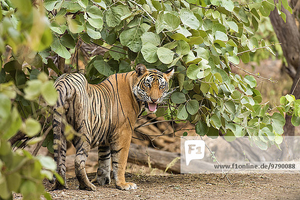 Tiger  Königstiger (Panthera tigris tigris) im Wald  Ranthambhore National Park  Rajasthan  Indien  Asien