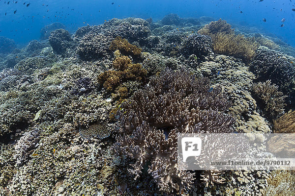 Hartkorallen am tropischen Riff vor der Insel Menjangan  Bali  Indonesien  Asien
