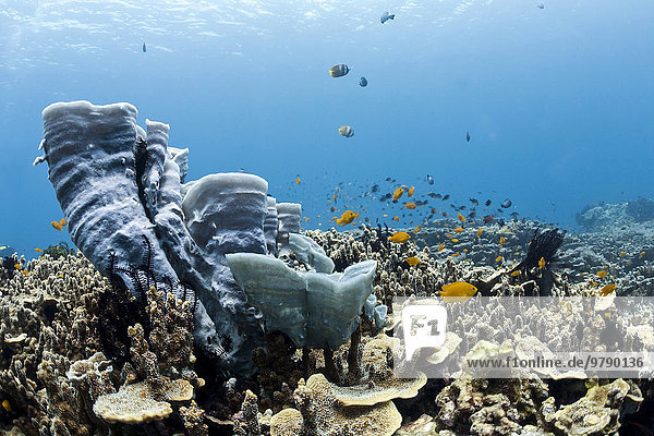 Korallenriff mit blauen Schwamm (Callyspongia) und tropischen Riff Fischen  Bali  Indonesien  Asien