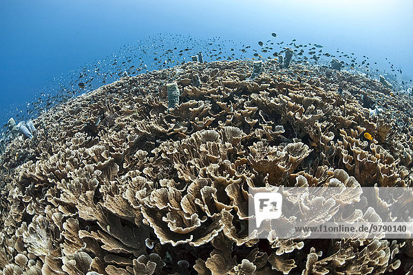 Riff mit Kelchkorallen  (Turbinaria conspicua) und Mönchsfischen (Chromis)  Bali  Indonesien  Asien