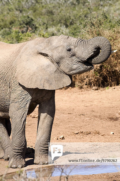 Afrikanischer Elefant (Loxodonta africana) am Wasserloch  Addo-Elefanten-Nationalpark  Ostkap  Südafrika