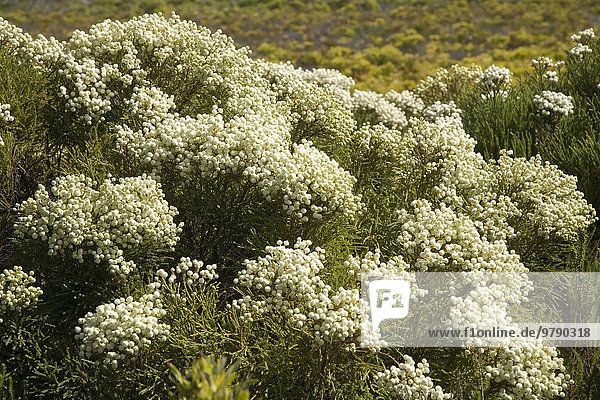 Berzelia (Berzelia lanuginosa)  Cape National Park  Südafrika