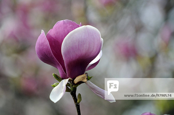 Blüte der Tulpen-Magnolie (Magnolia x soulangeana)  Baden-Württemberg  Deutschland  Europa