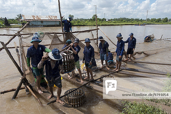 Fischfarm  Arbeiter fangen Süßwasserfische aus einer Fischzucht  Mekong Delta  Vietnam  Asien
