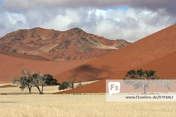 Sanddünen  Kameldornbäume (Vachellia erioloba)  Sossusvlei  Namib-Wüste  Namib-Naukluft-Park  Namibia  Afrika