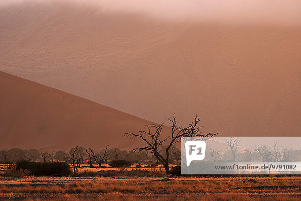 Abgestorbene Kameldornbäume (Vachellia erioloba)  Morgenrot  Sossusvlei  Namib-Wüste  Namib-Naukluft-Park  Namibia  Afrika