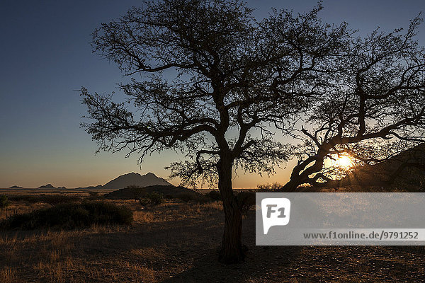 'Abendlicht  Sonnenuntergang an der Spitzkoppe  hinten die ''kleine Spitzkoppe''  vorne ein Kameldornbaum (Vachellia erioloba)  Gegenlicht  Namibia  Afrika'