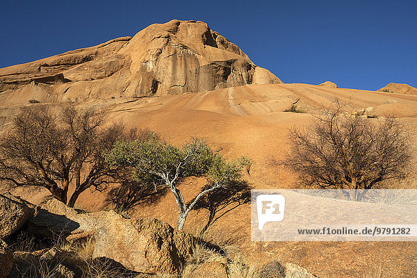 Balsambäume (Commiphora glaucescens) und Shepherd's tree (Boscia albitrunca) in den Felsen der Spitzkoppe  Damaraland  Namibia  Afrika