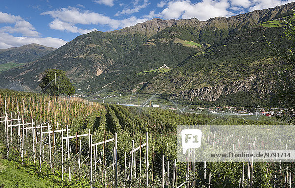Apple orchards in Vinschgau  Latsch  Laces  South Tyrol  Italy  Europe