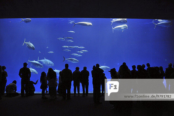 Monterey Bay Aquarium  Monterey  Kalifornien  USA  Nordamerika
