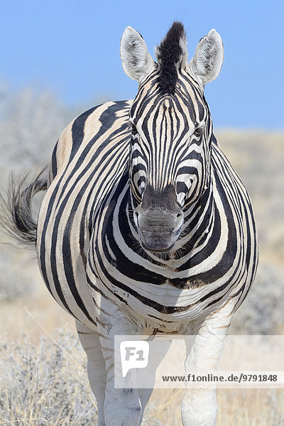 Burchell-Zebra (Equus burchelli)  stehend  Etosha-Nationalpark  Namibia  Afrika
