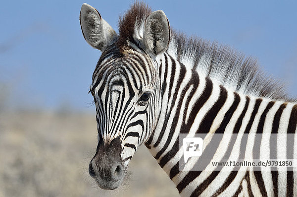Burchell-Zebra (Equus burchelli)  Detailaufnahme  Fohlen  Etosha-Nationalpark  Namibia  Afrika