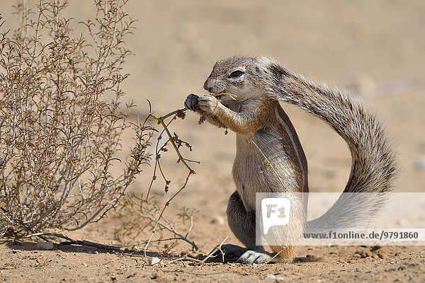 Kap-Borstenhörnchen  auch Afrikanisches Borstenhörnchen (Xerus inauris)  junges Männchen  beim Fressen  Kgalagadi-Transfrontier-Nationalpark  Provinz Nordkap  Südafrika