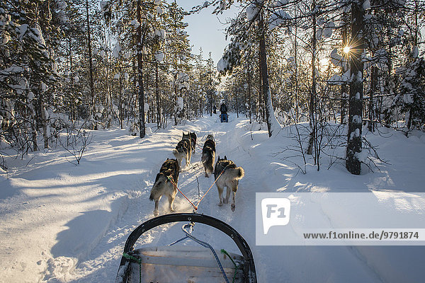 Sledging with a dog sledge  Riisitunturi National Park  Lapland  Finland  Europe