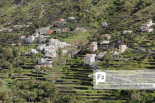 Terrassenfelder  Valle Gran Rey  La Gomera  Kanarische Inseln  Spanien  Europa