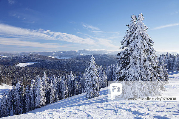 Ausblick auf Feldberg  Winterlandschaft auf dem Belchen  Schwarzwald  Baden-Württemberg  Deutschland  Europa