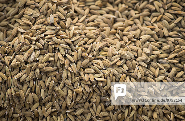 Reiskörner  Pokkali-Reis  Kerala  Indien  Asien