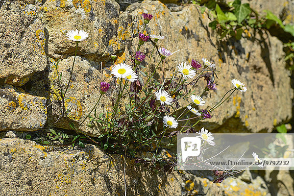 Mexikanisches Berufkraut  Spanisches Gänseblümchen (Erigeron karvinskianus) an einer Trockenmauer  Devon  Großbritannien  Europa