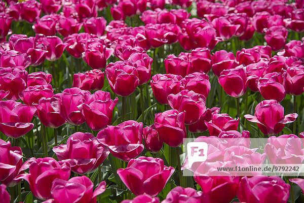 Tulpenbeet (tulipa)