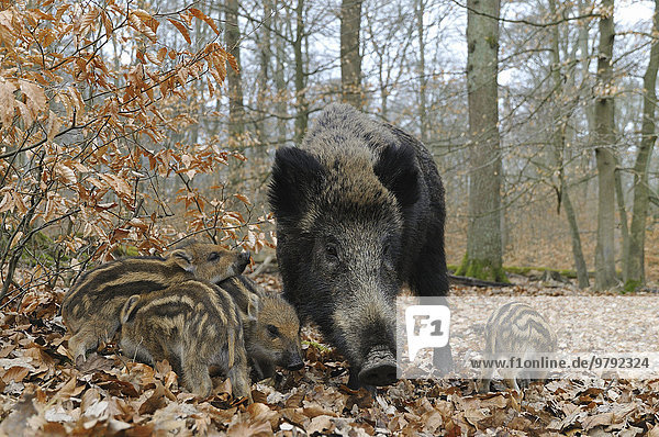 Wildschwein (Sus scrofa)  Bache mit ihren Frischlingen  captive  Nordrhein-Westfalen  Deutschland  Europa