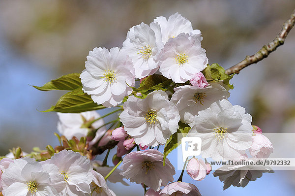 Japanische Blütenkirsche (Prunus serrulata)  Nordrhein-Westfalen  Deutschland  Europa