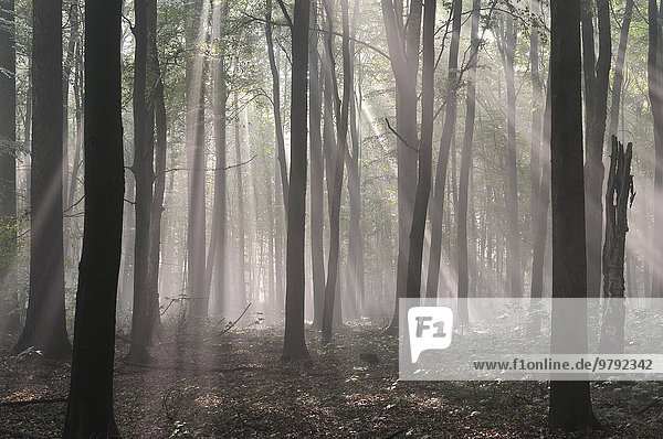 Laubwald mit Nebelstimmung  Sonnenstrahlen  Morgendämmerung  Nordrhein-Westfalen  Deutschland  Europa