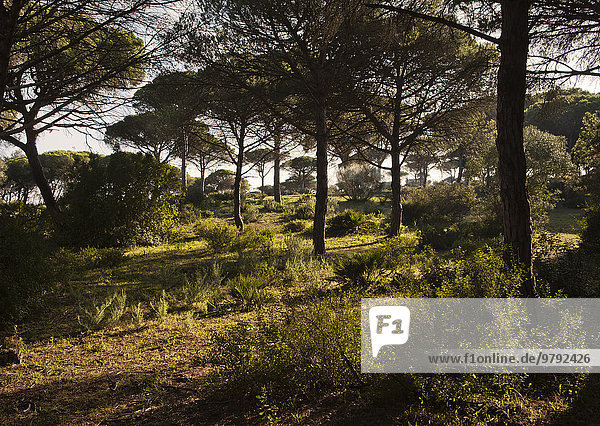 Pine forest  Parque Natural de La Breña y Marismas el Barbate  Andalucía  Spain  Europe